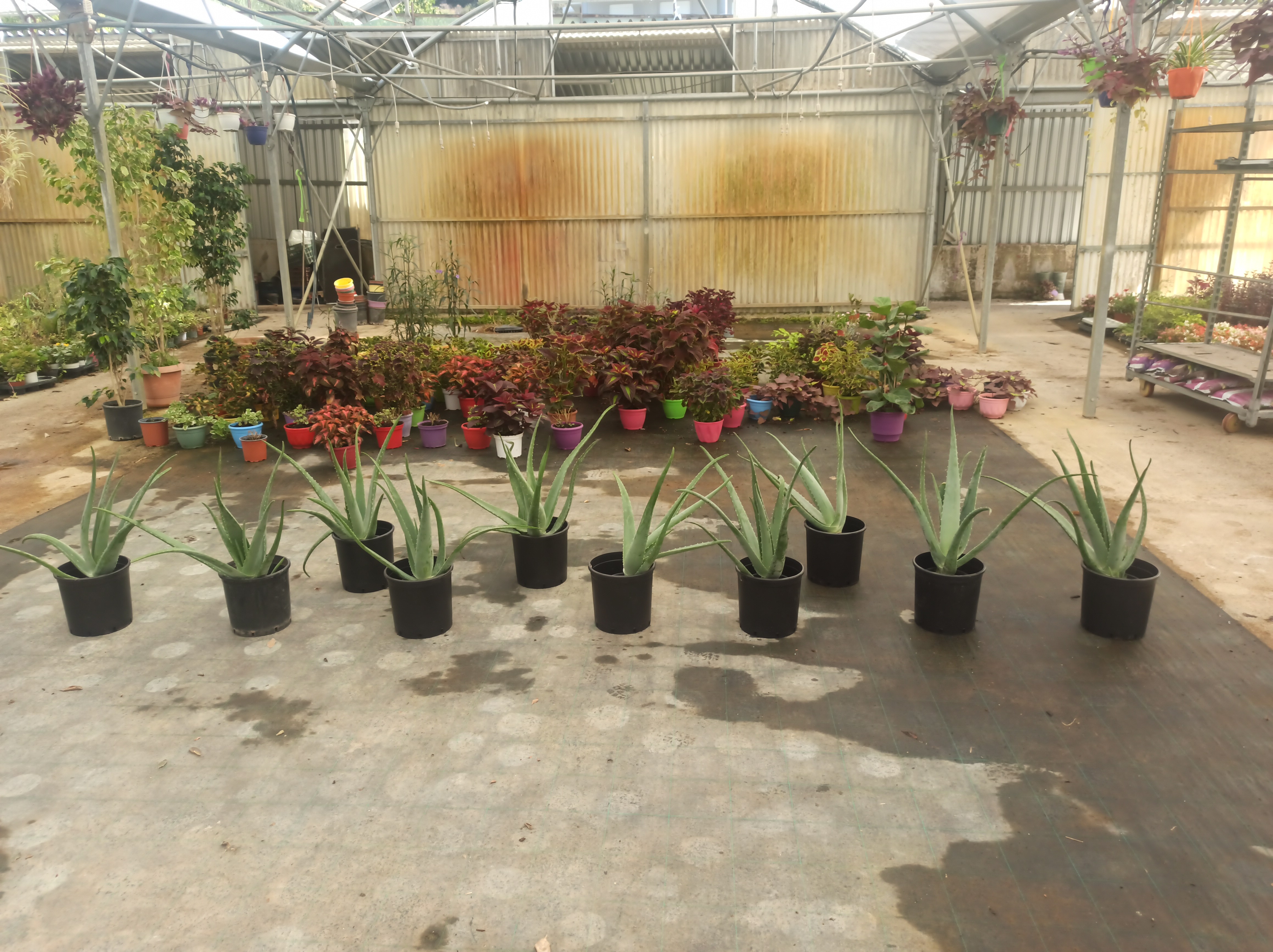 Greenhouse Aloe Vera
